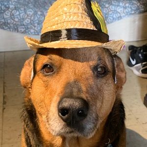 Meet your Posher, Lloyd